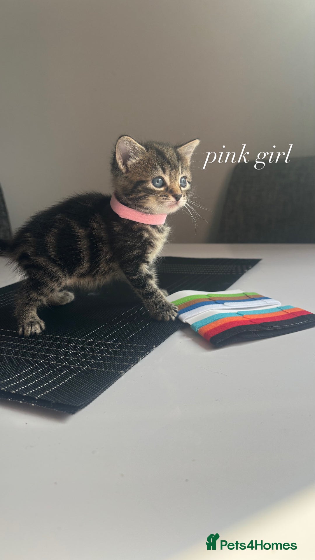 Mixed Breed cats for sale: beautiful, fluffy, tabby litter of 6 kittens - Image 7