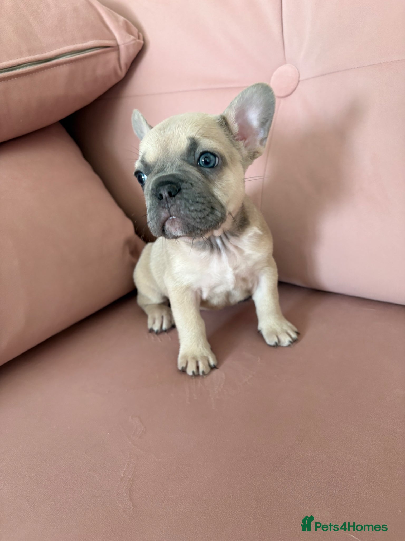 French Bulldog dogs Last 2 stunning French bulldog girls - Advert 13