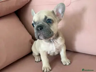 French Bulldog dogs Last 2 stunning French bulldog girls - Advert 13