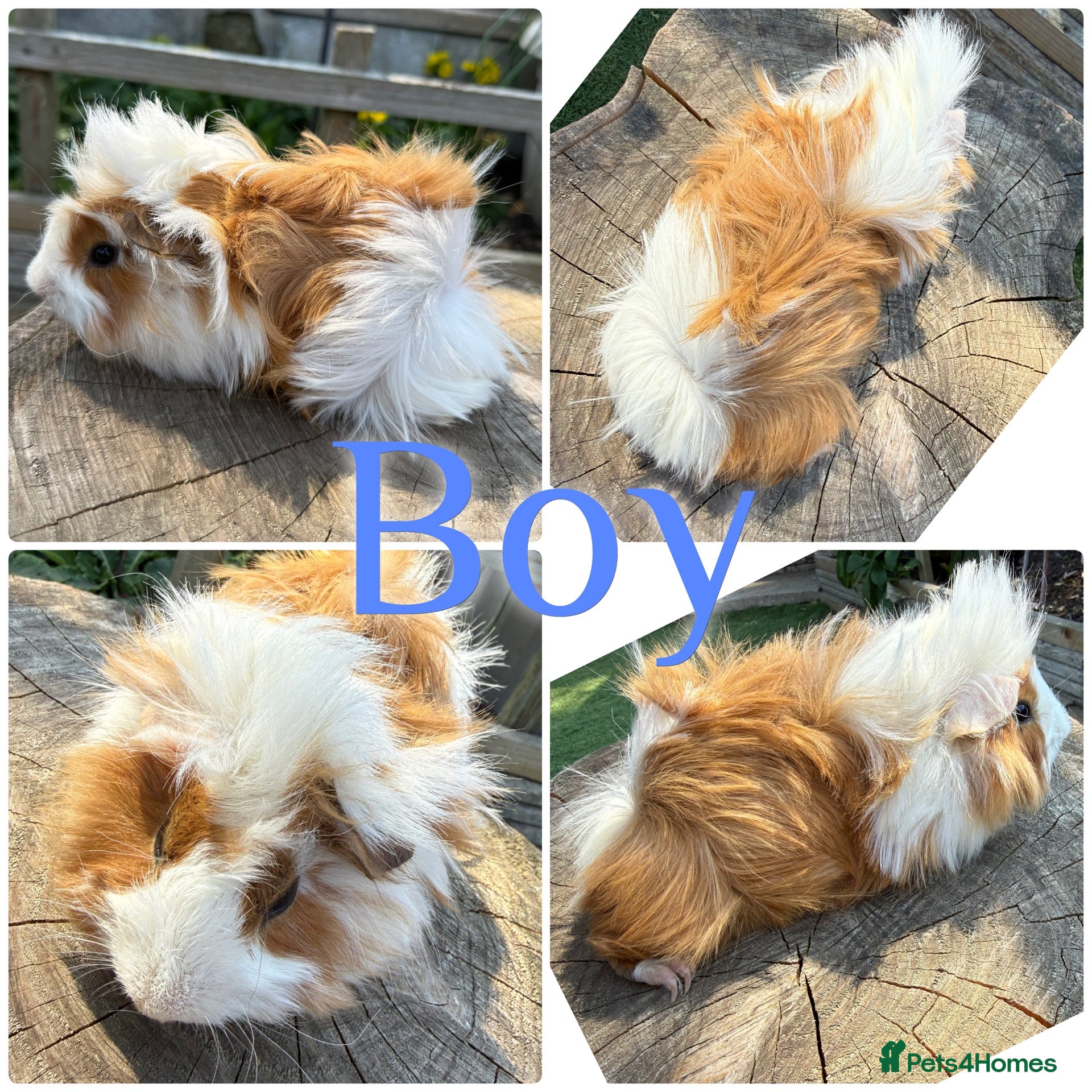 Guinea Pig rodents Beautiful Baby Boy Long Haired Guinea Pig 8 Weeks - Advert 1