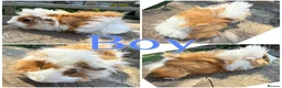 Guinea Pig rodents for sale: Beautiful Baby Boy Long Haired Guinea Pig 8 Weeks - Advert 1