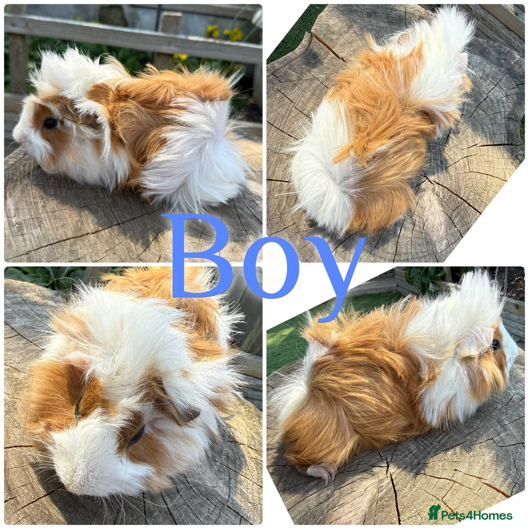 Guinea Pig rodents for sale: Beautiful Baby Boy Long Haired Guinea Pig 8 Weeks - Advert 1