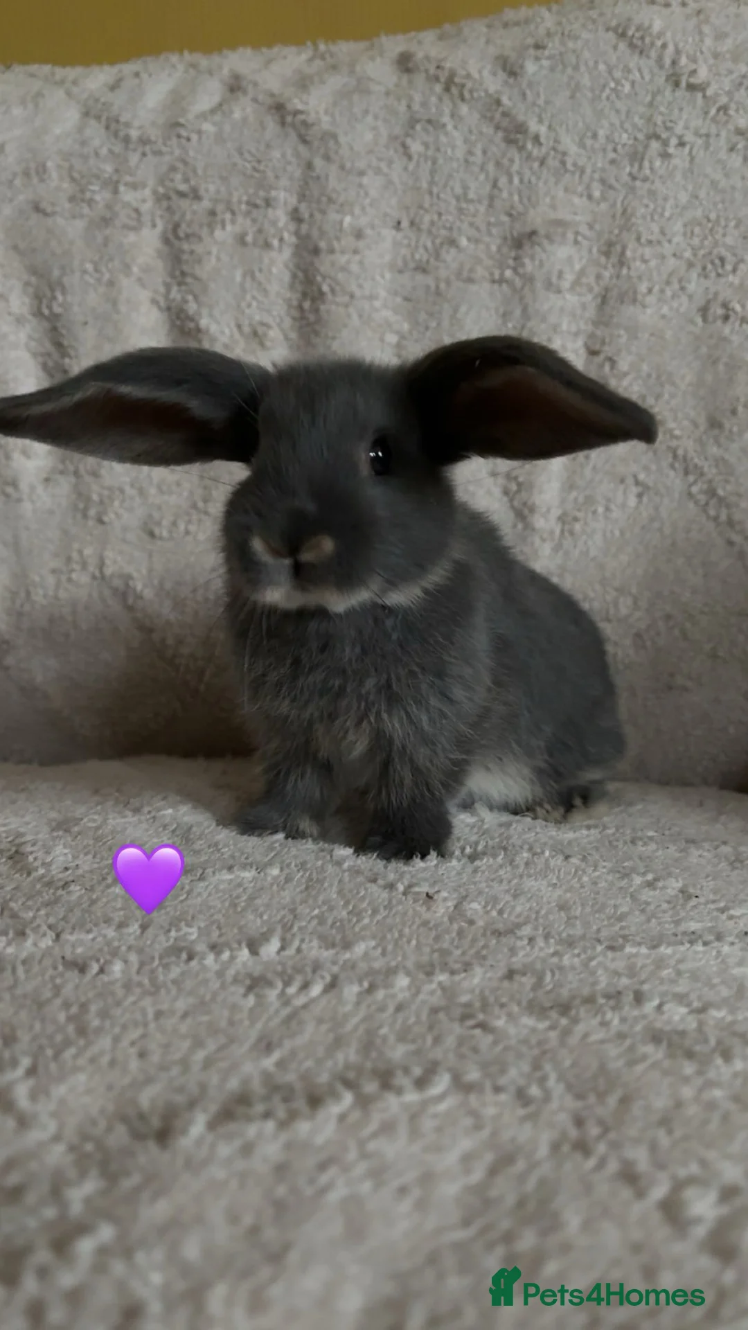 Mixed Breed rabbits for sale: baby rabbits now available - Advert 1