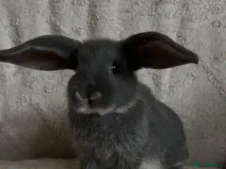 Mixed Breed rabbits baby rabbits now available - Advert 1