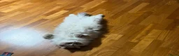 Siberian cats for sale: White Female in London - Advert 4
