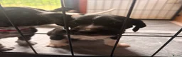Mixed Breed dogs for sale: 1 BOY & 1 GIRL LEFT- GSP X FOXHOUND Puppies  - Advert 17
