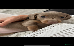 Miniature Dachshund dogs for sale: Isabella & tan Miniature dachshund  - Image 7