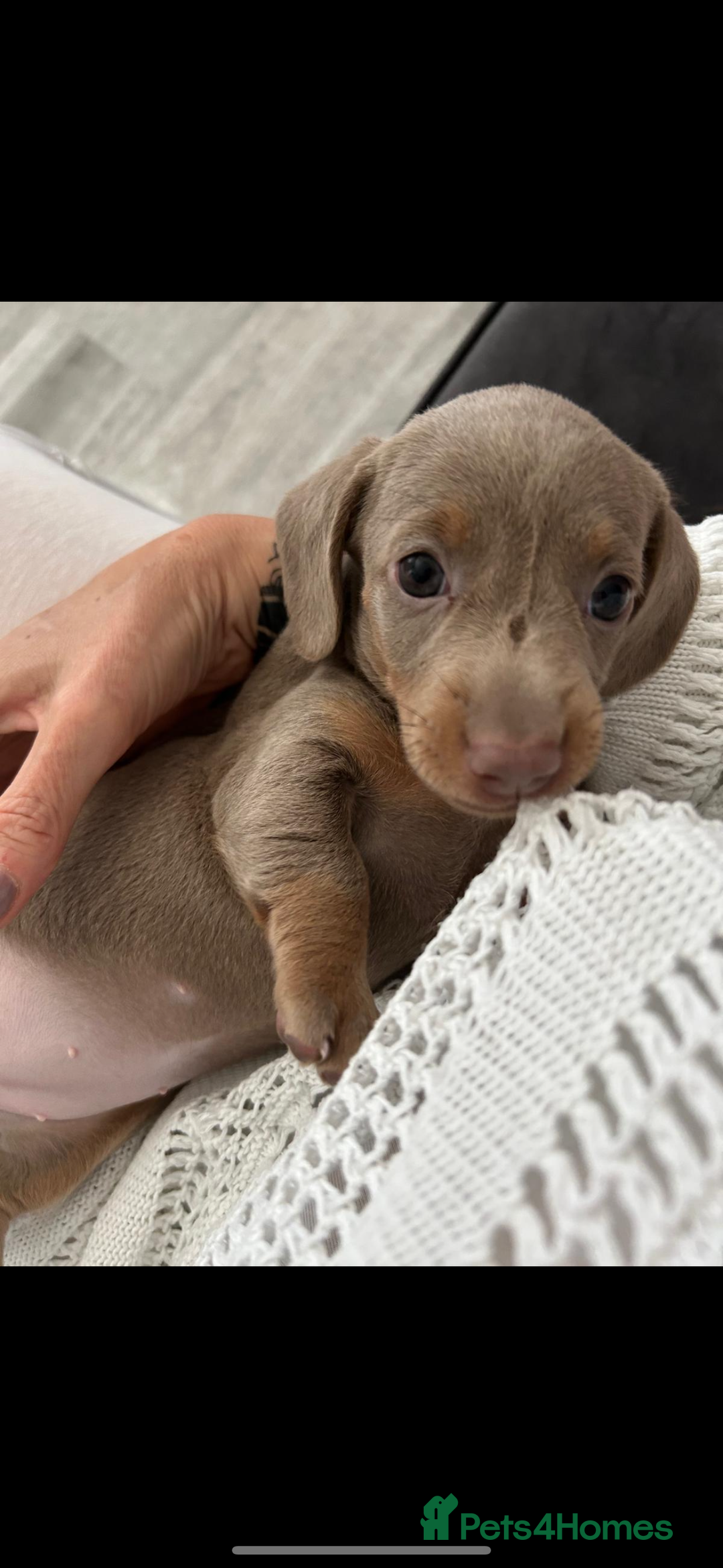 Miniature Dachshund dogs for sale: Isabella & tan Miniature dachshund  - Image 7