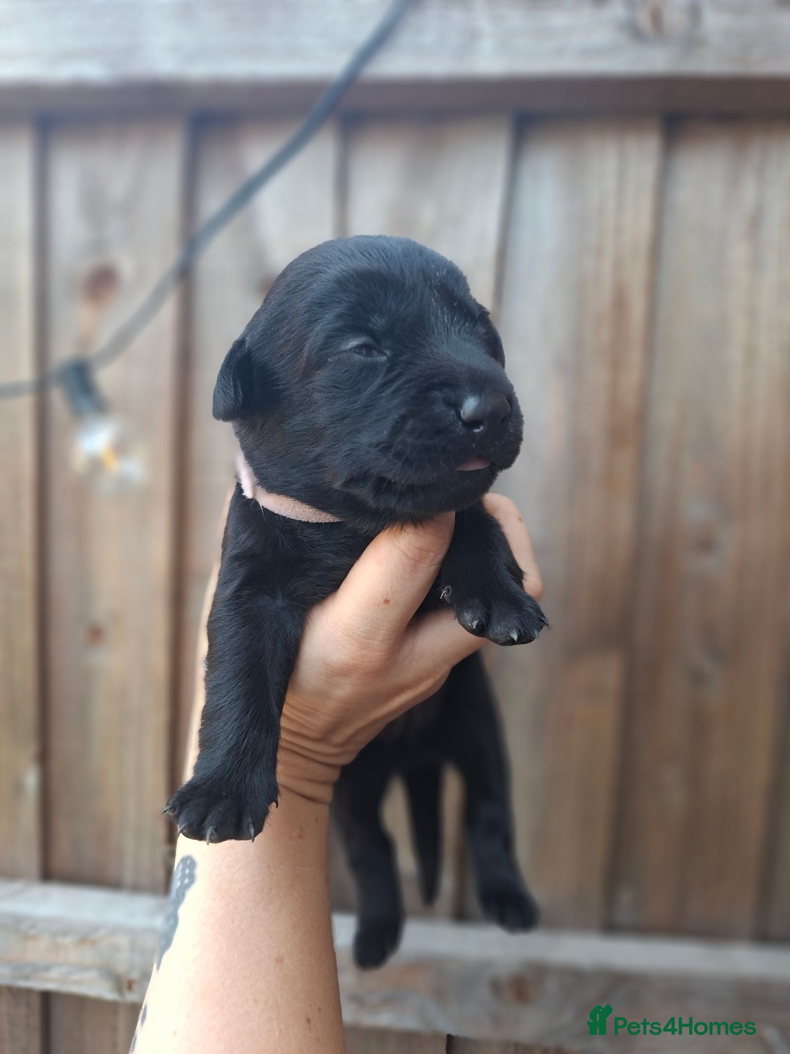 Labrador Retriever dogs Labrador puppies 3 left. 2 boys, 1 girls - Advert 18