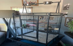 Parrots birds for sale: Alexandrine parrot for sale  - Image 1