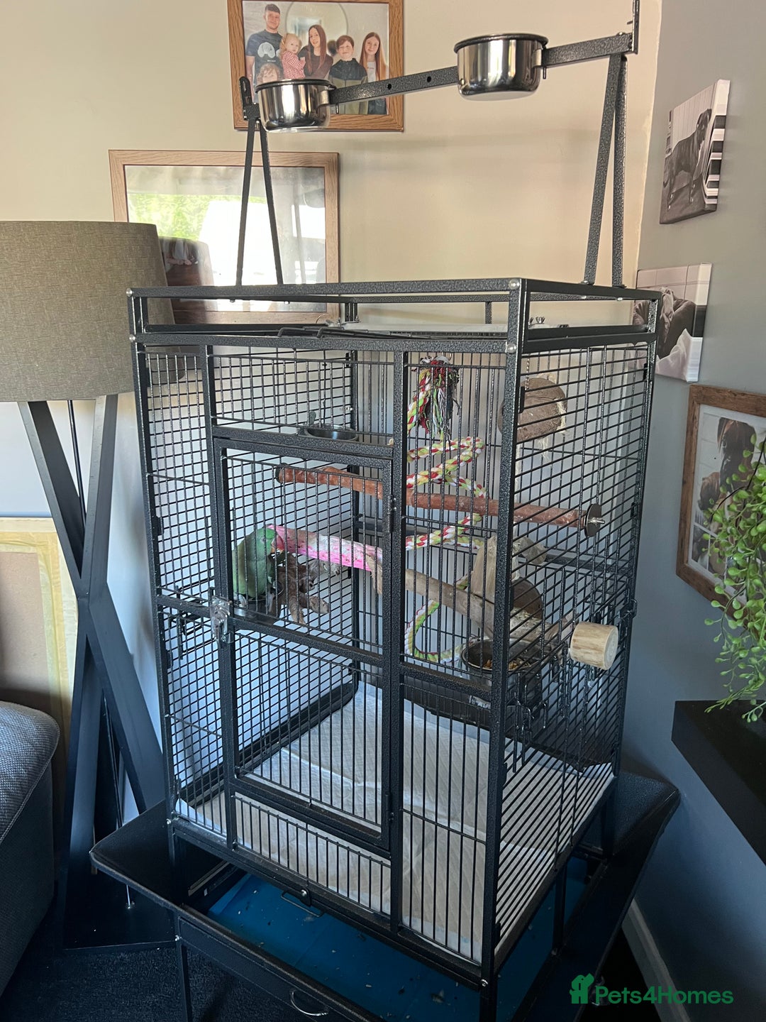 Parrots birds for sale: Alexandrine parrot for sale  - Image 1
