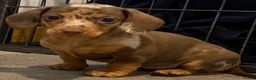 Miniature Dachshund dogs for sale: Stunning Dapple Miniature Dachshund’s  - Advert 11