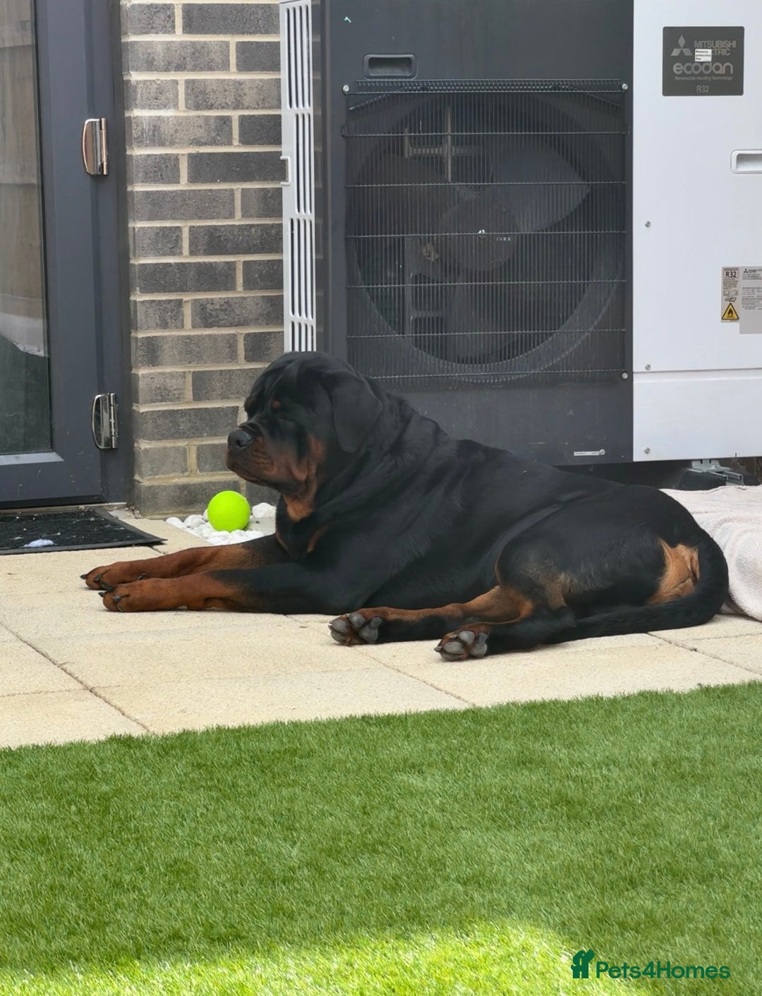 Rottweiler dogs for stud: Stunning Rottweiler for stud.  - Image 1