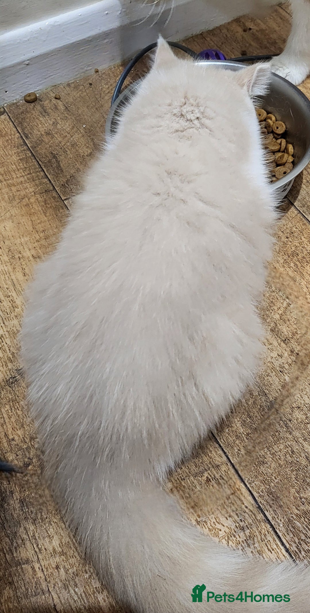 Exotic cats for sale: Hugo  - Advert 8