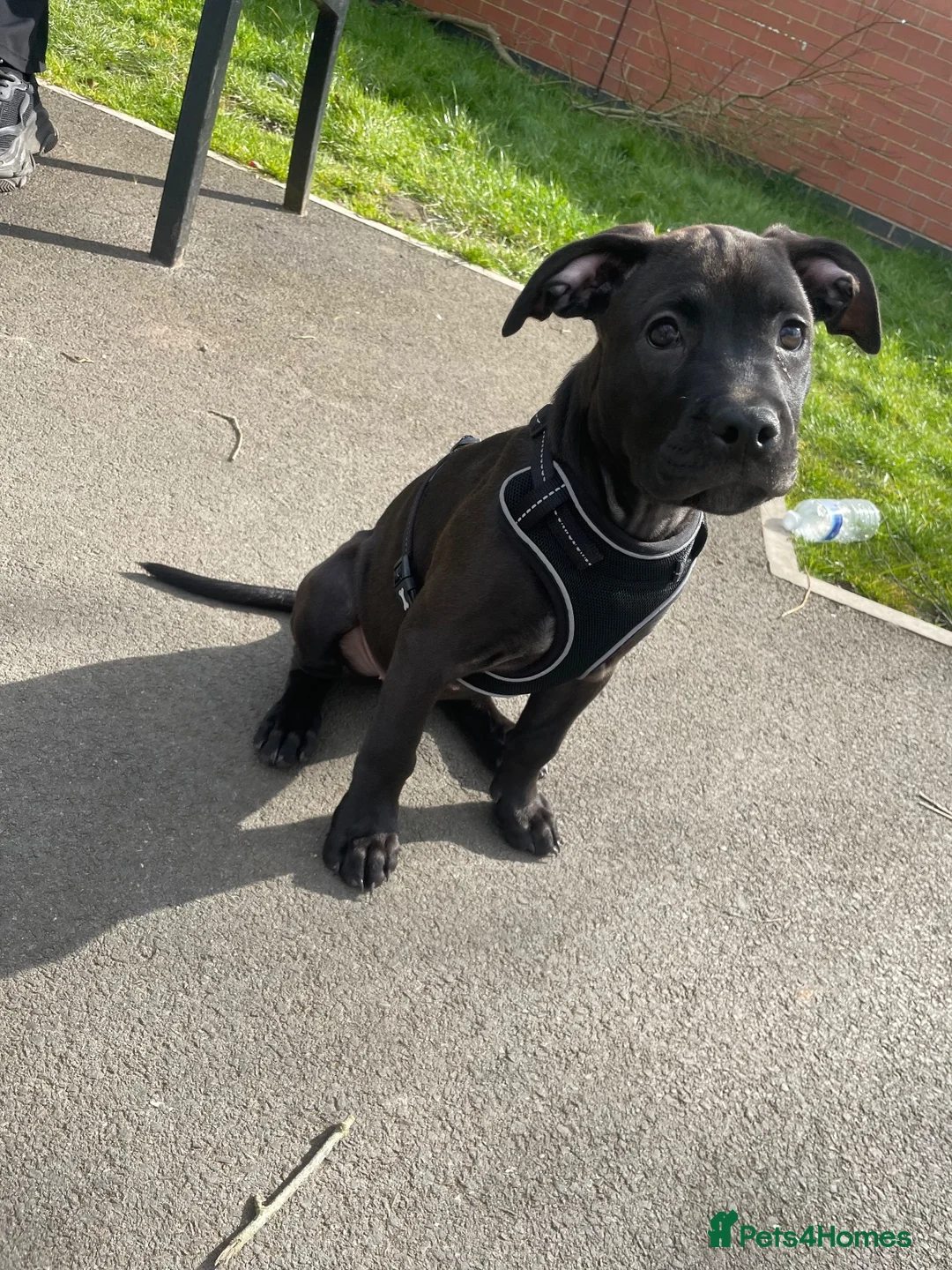 Mixed Breed dogs for sale: Zara the pup in Nuneaton - Advert 4