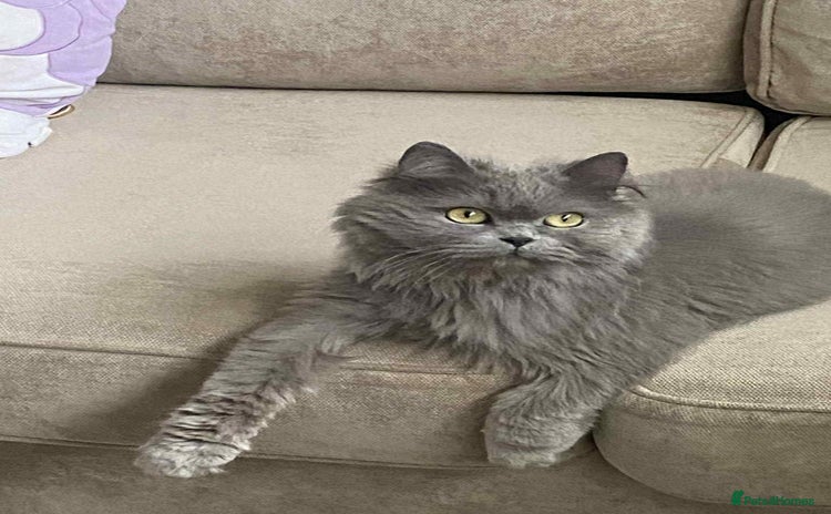 Scottish Fold cats - Advert 4