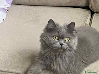 Scottish Fold cats - Advert 22