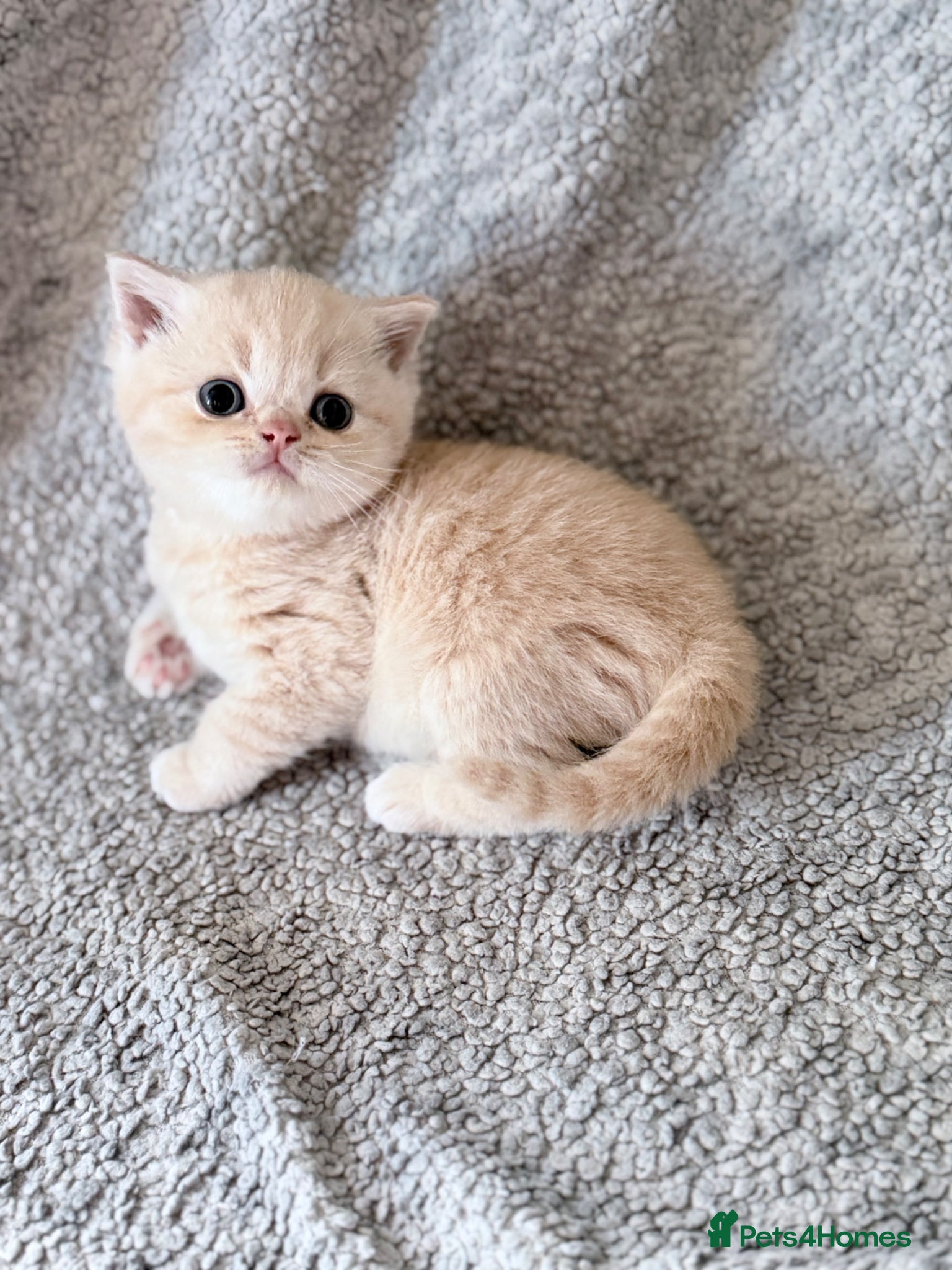 British Shorthair cats for sale: GCCF British shorthair kittens  - Advert 2