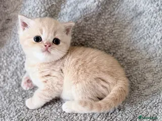 British Shorthair cats for sale: GCCF British shorthair kittens - Advert 2