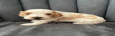 Cooper