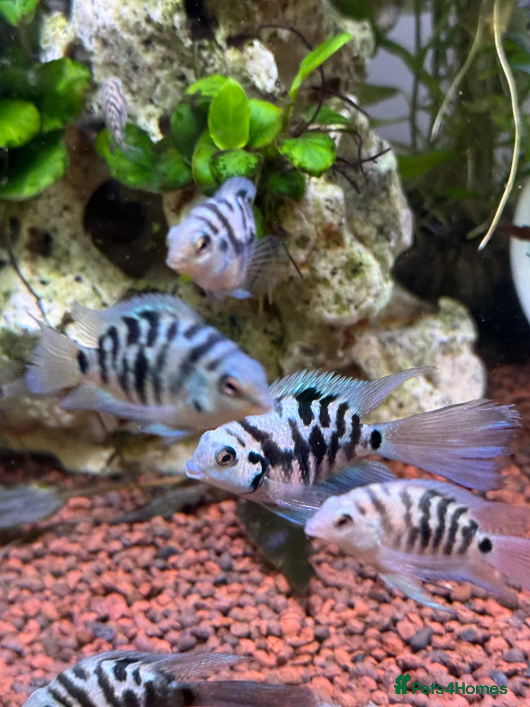 Cichlids fish for sale: Tropical Fish Blue Cichlids – Including Long-Fin - Advert 2