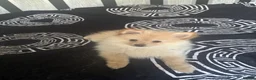 Pomeranian dogs for sale: £950• LAST GIRL LOOKING FOR GOOD HOME  - Advert 3