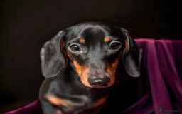 Miniature Dachshund dogs for stud: Black & Tan - Carrying Chocolate (3.8kg) in Dalry - Image 10