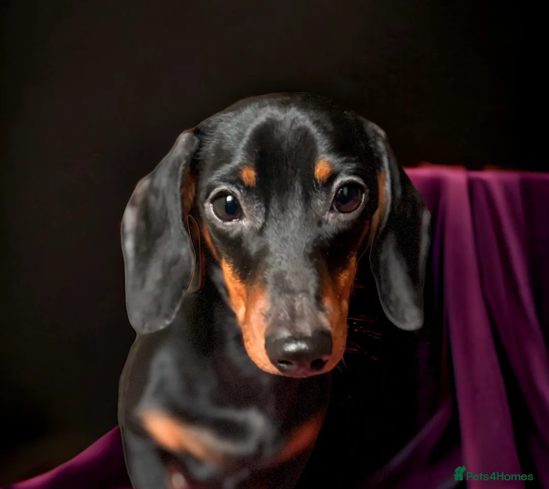 Miniature Dachshund dogs for stud: Black & Tan - Carrying Chocolate (3.8kg) in Dalry - Advert 10