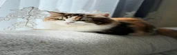 Persian cats for sale: ✨ Cute Persian kitten ✨ - Advert 14