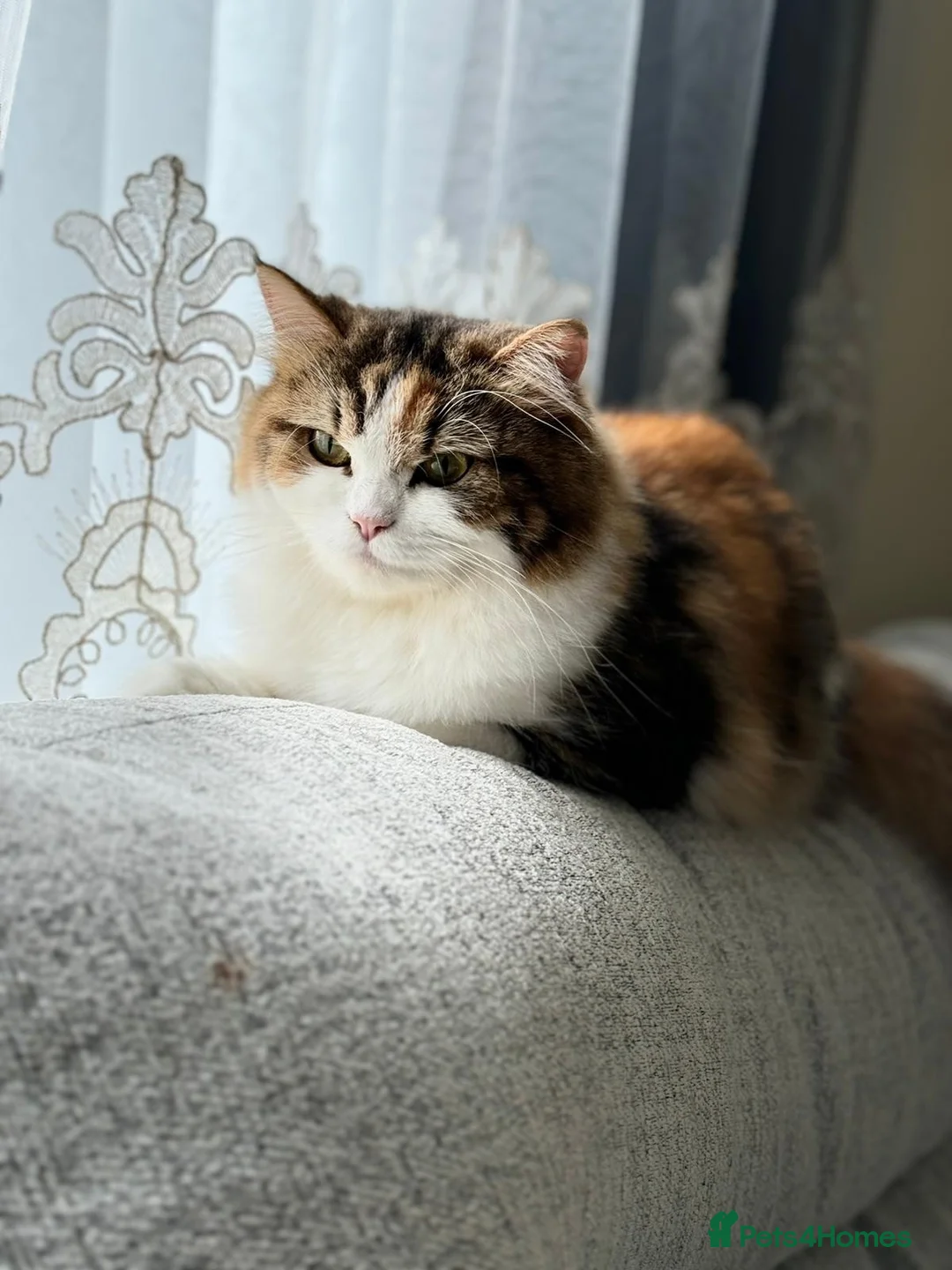 Persian cats for sale: ✨ Cute Persian kitten ✨ - Advert 14