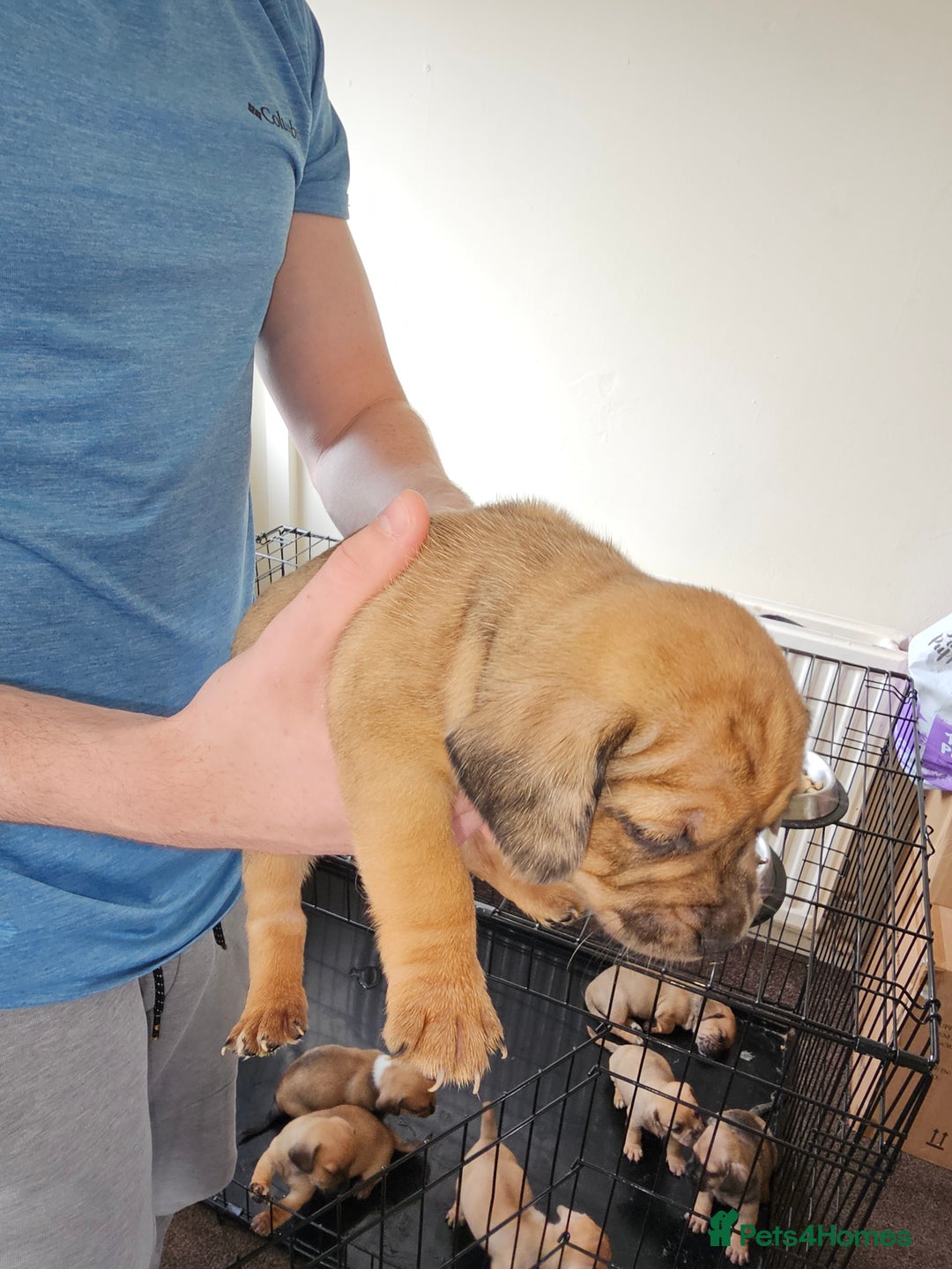 Mixed Breed dogs for sale: dachshund  x pug puppy's  - Image 6