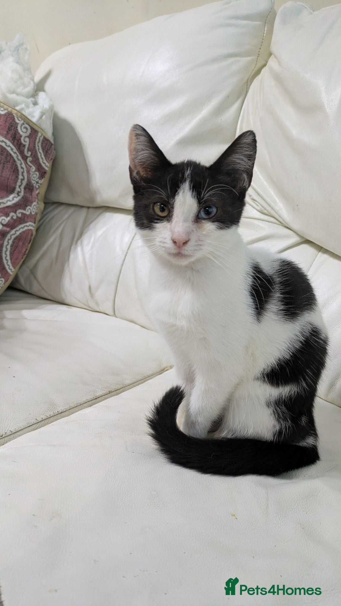 Mixed Breed cats Female kitten - Advert 3