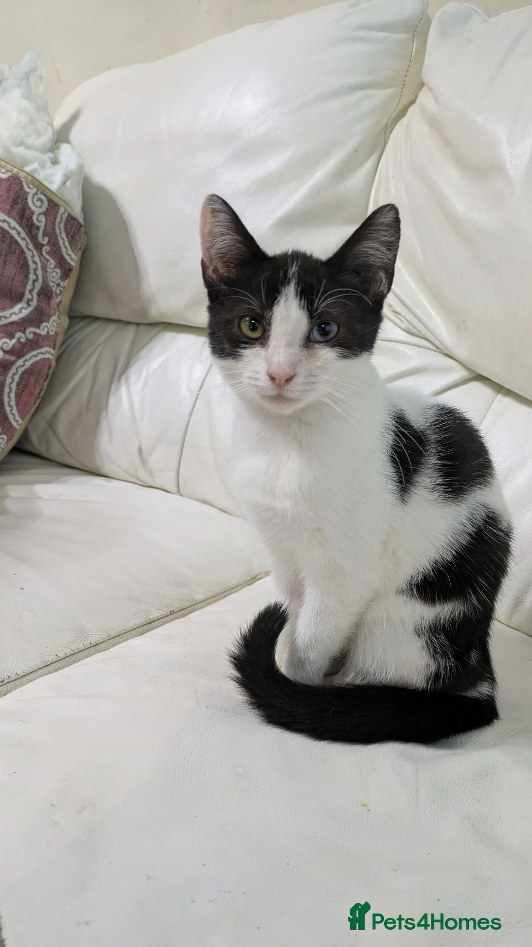 Mixed Breed cats for sale: Female kitten - Advert 1