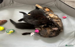 Domestic Shorthair cats for sale: For Sale! Three black cute and lovely kittens  - Image 15