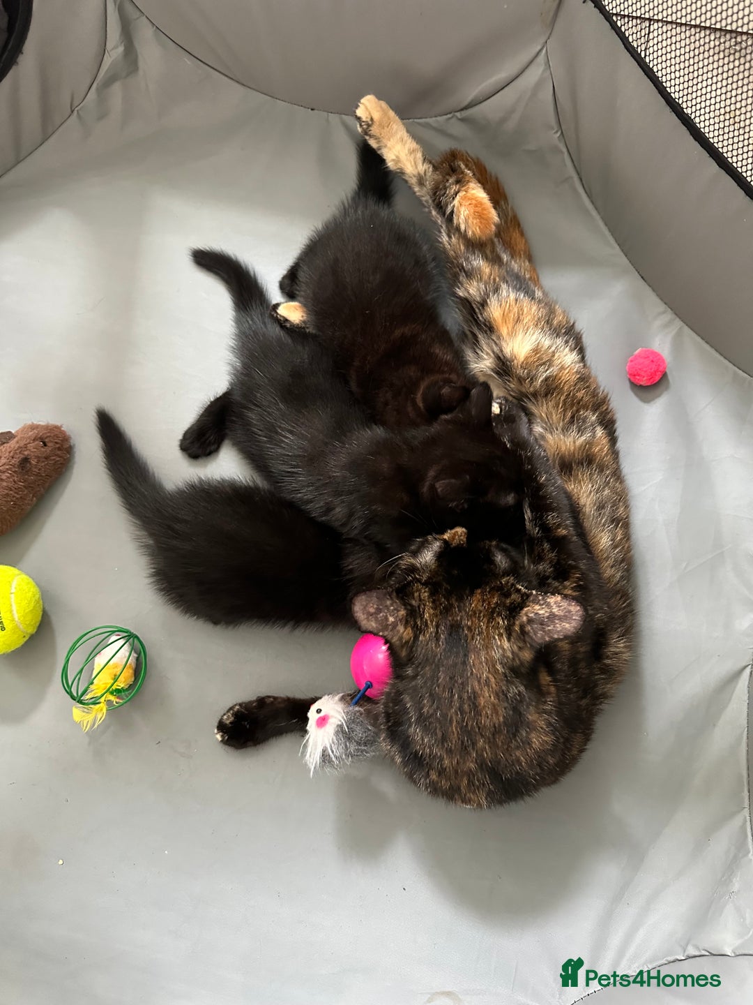 Domestic Shorthair cats for sale: For Sale! Three black cute and lovely kittens  - Image 15