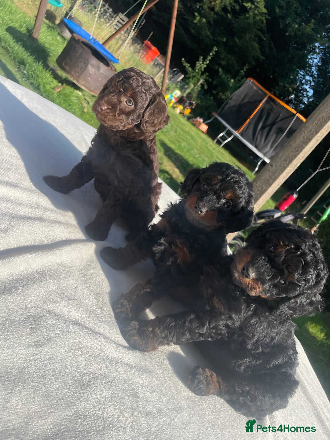Cockapoo dogs for sale: Cockapoo Ready to leave now💕Only 1 boy left! - Image 16