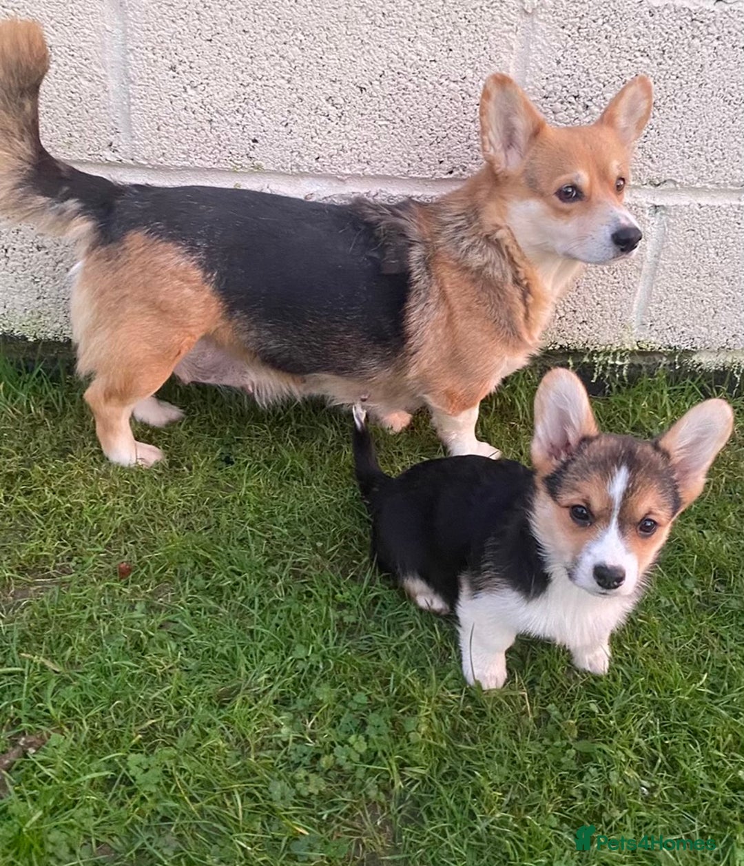 Welsh Corgi Pembroke dogs for sale: 7 Beauitful Corgi Puppies - Advert 8