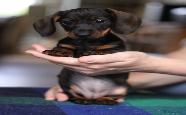 Miniature Dachshund dogs - Advert 15