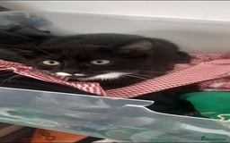 Mixed Breed cats for sale: 3 beautiful cats for sale. Individually priced - Image 3
