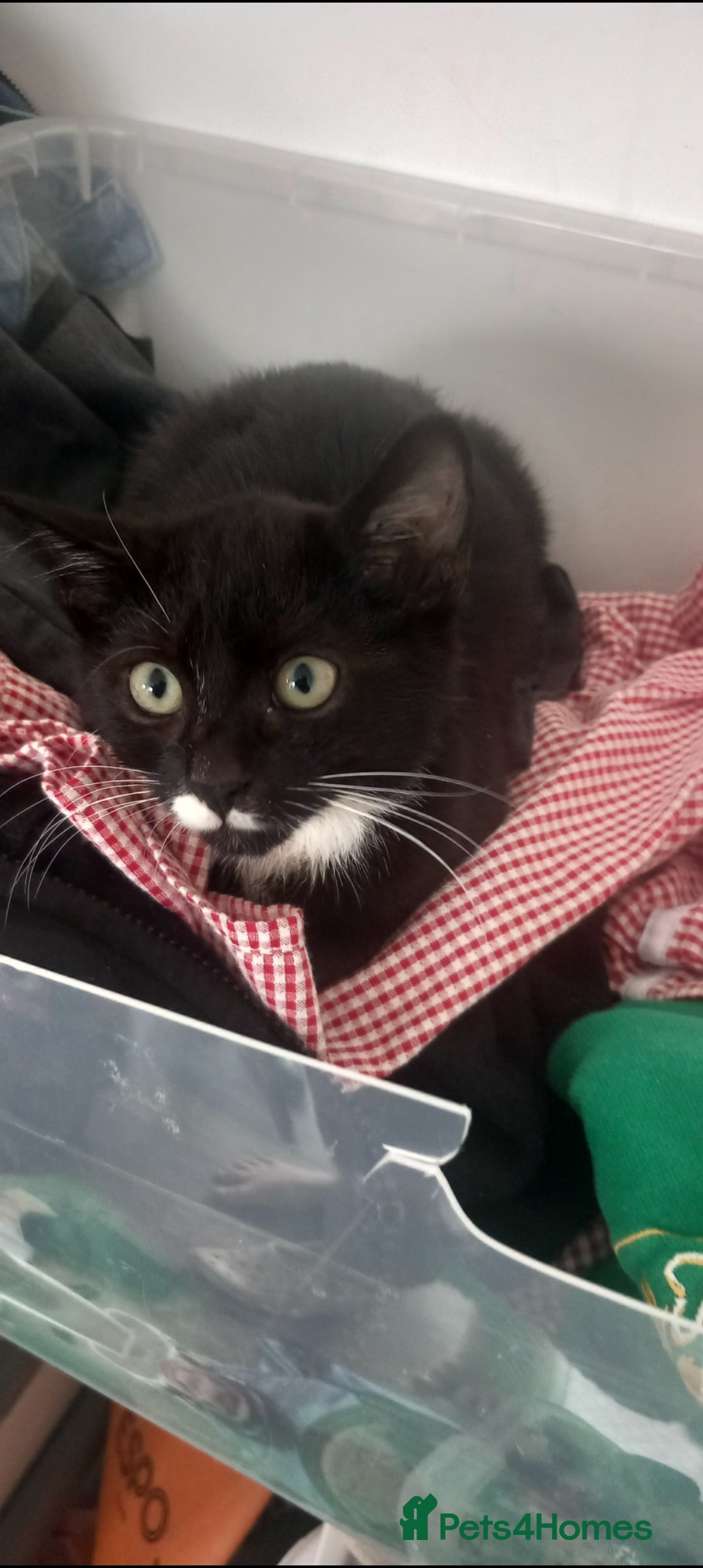 Mixed Breed cats for sale: 3 beautiful cats for sale. Individually priced - Image 3