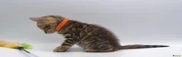 Bengal cats for sale: TICA Registered Brown & Snow Lynx Bengal Kittens - Advert 6
