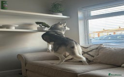 Siberian Husky dogs for sale: 6 year old Siberian Husky - Image 4