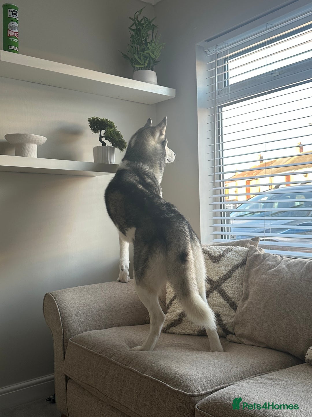 Siberian Husky dogs for sale: 6 year old Siberian Husky - Image 4