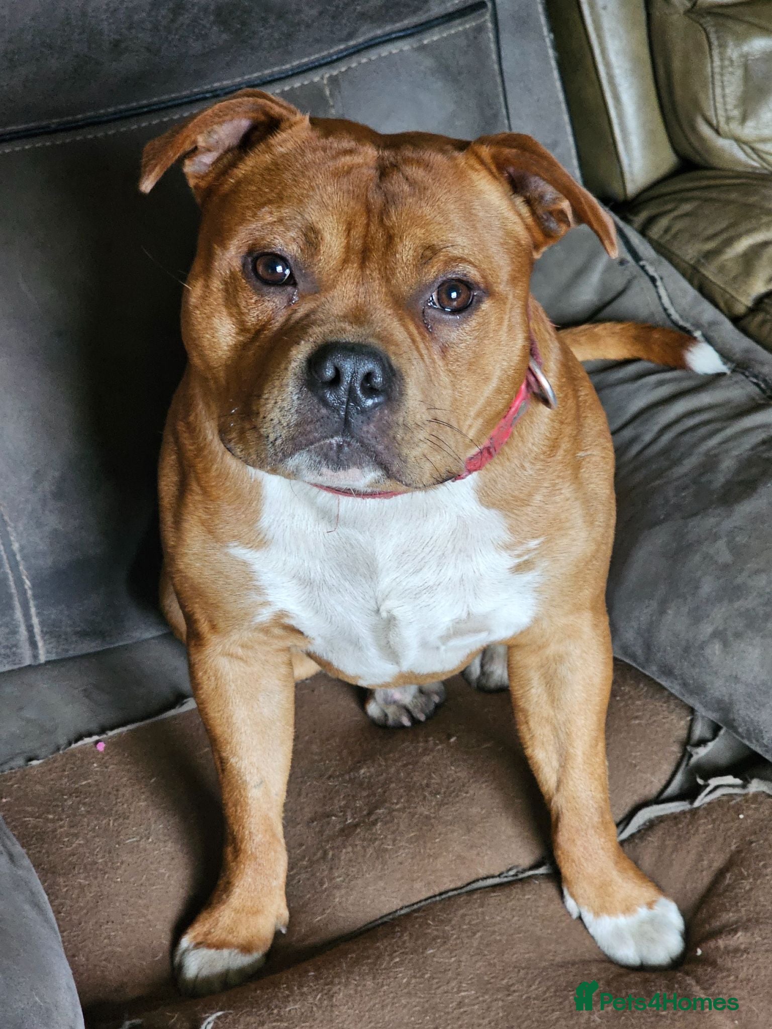 Staffordshire Bull Terrier dogs 🥨Fantastic opportunity awaits.🥨 - Advert 3