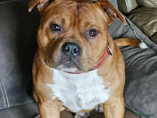 Staffordshire Bull Terrier dogs 🥨Fantastic opportunity awaits.🥨 - Advert 3