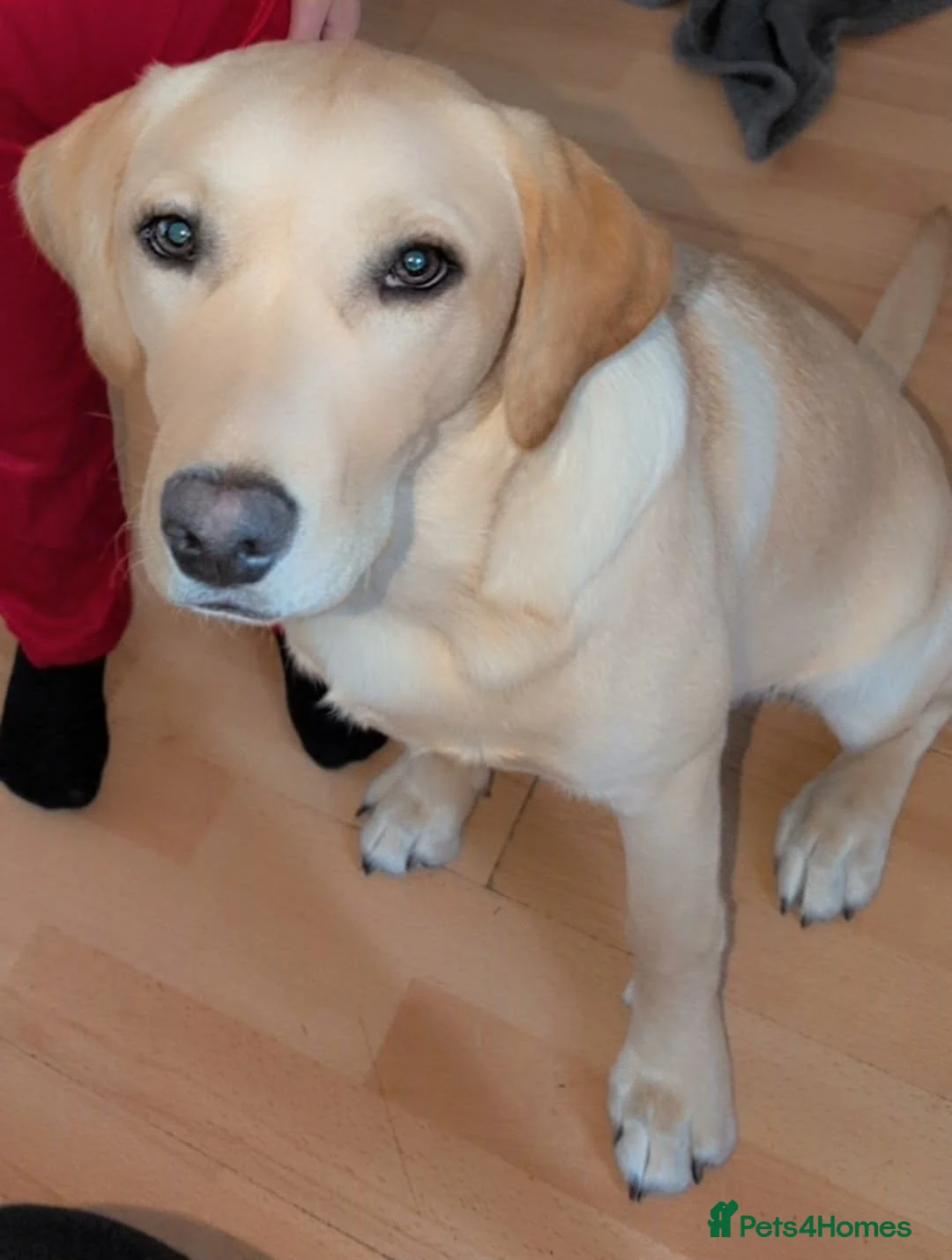 Labrador Retriever dogs for sale: Handsome labrador retriver  - Advert 2