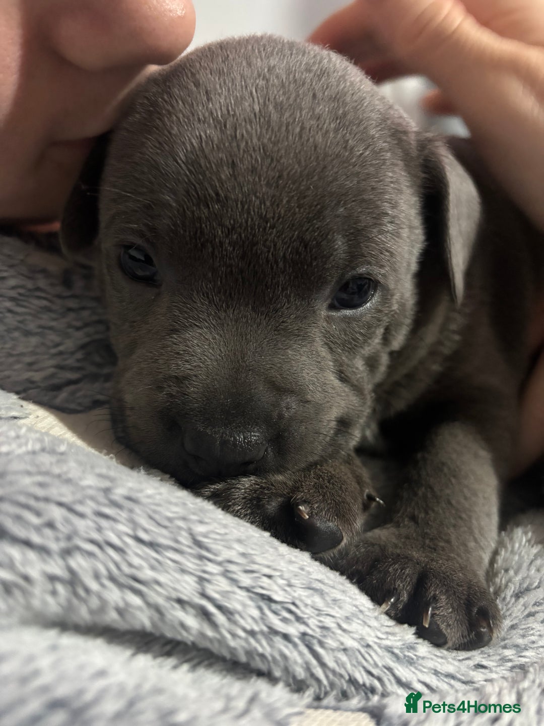 Staffordshire Bull Terrier dogs for sale: ✨ Blue Staffy Pups – Happy, Healthy & Loving!  - Image 24