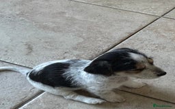 Jack Russell dogs for sale: Pure Jack Russell puppies ready now - Image 3