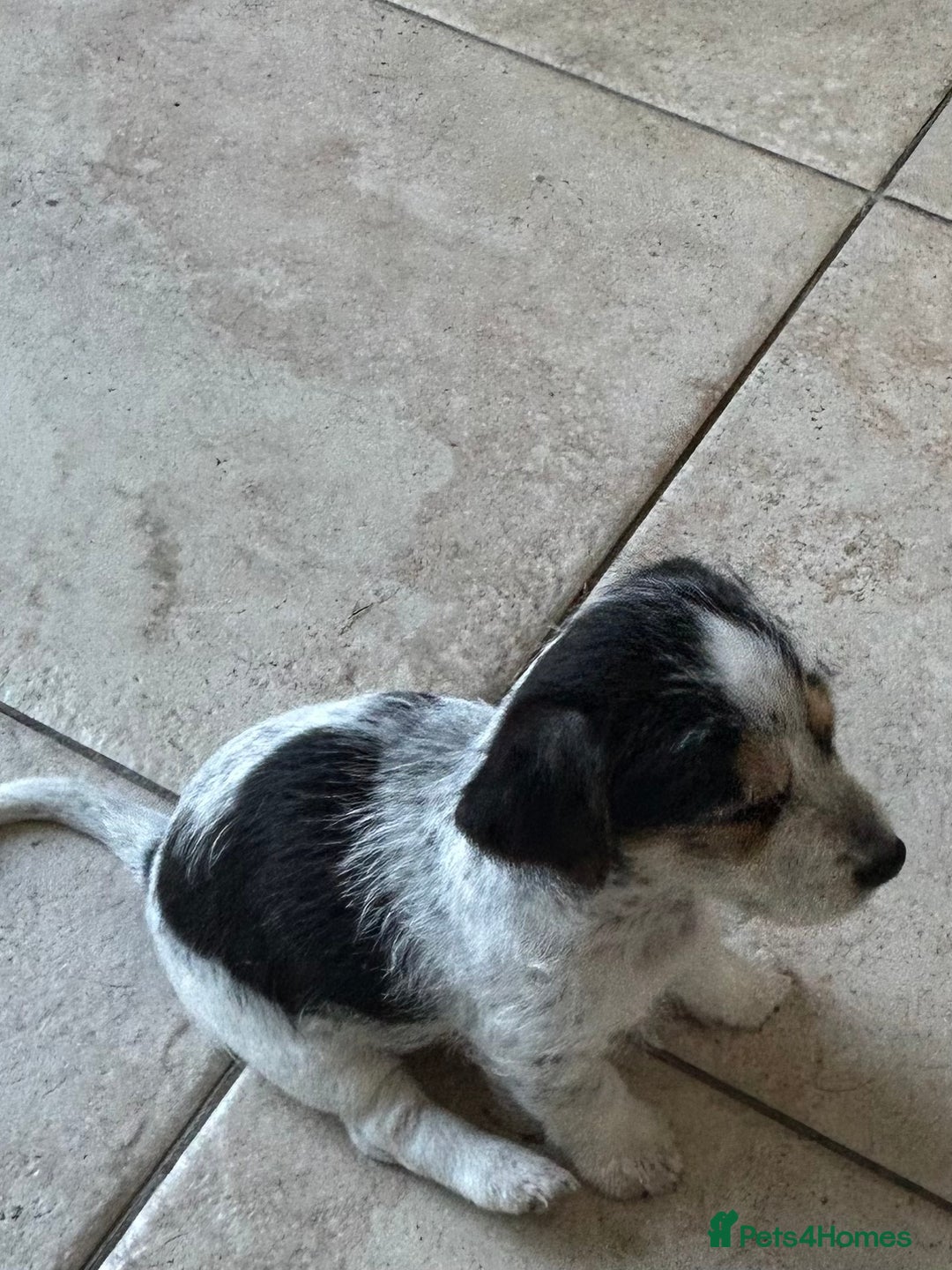 Jack Russell dogs for sale: Pure Jack Russell puppies ready now - Image 3