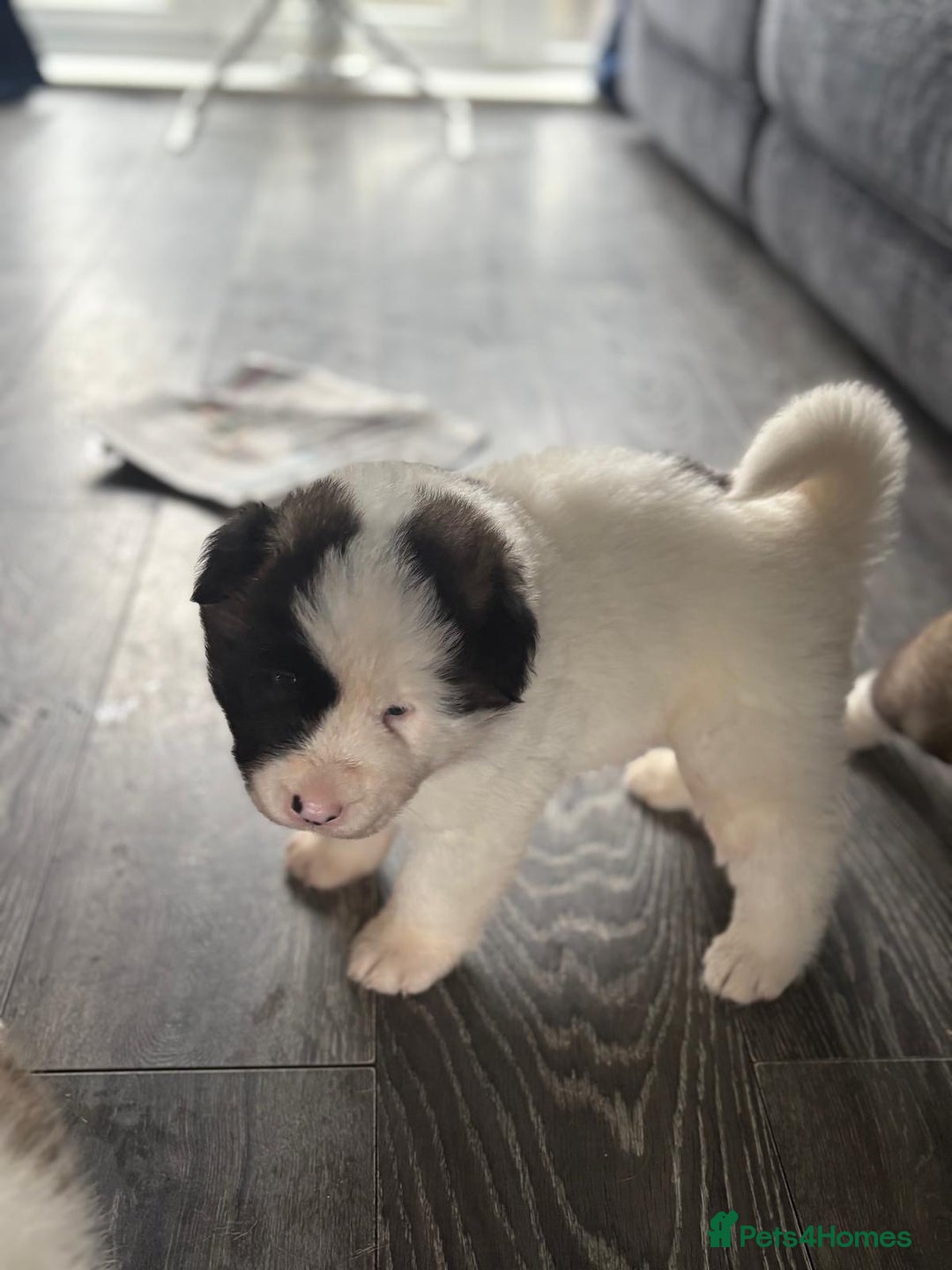 Akita dogs for sale: American Akitas  - Advert 3